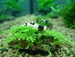 Caridina cf. cantonensis 'Bee' (Bee/Black Bee/Black & White Crystal)
