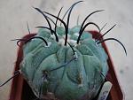 Copiapoa dealbata7
