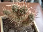 Tephrocactus weberi2