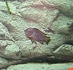 Pseudotropheus elongatus Mphanga()