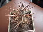 Austrocylindropuntia recondita