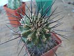 Copiapoa dealbata1