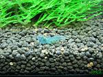 Neocaridina cf. zhangjiajiensis var. blue (Blue Pearl Shrimp)