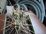Cumulopuntia pampana1