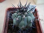 Copiapoa boliviana3