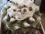 Copiapoa hypogaea  cv Lizard Skin1