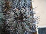 Copiapoa lembckei2