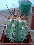 Copiapoa coquimbana