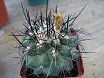 Copiapoa serpentisulcata2