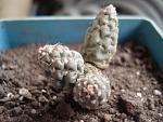Maihueniopsis mandragora1