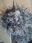 Copiapoa grandiflora2