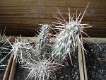 Cylindropuntia rosarica