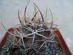 Pyrhocactus sp Cerro El Toro7