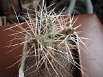 Maihueniopsis glomerata TG632