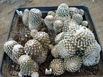 Copiapoa laui1