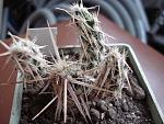 Corynopuntia clavata1