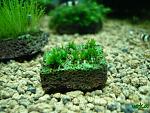 Fissidens splachnobryoidess