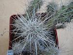 Grusonia bradtiana1