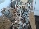 Tephocactus spp4
