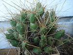 Tephocactus rarissimus7