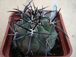 Copiapoa dura