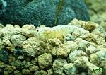Caridina cf. cantonensis sp. (Golden CRS, Snow White)