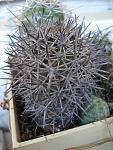 Copiapoa tigrillensis 3