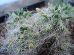 Tephocactus flocossus6