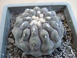 Copiapoa columna alba
