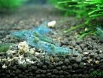 Neocaridina cf. zhangjiajiensis var. blue (Blue Pearl Shrimp)