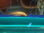 Ancistrus  albino Long Fin
