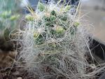 Tephocactus flocossus3JPG