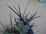 Tephocactus sp7