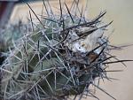 Copiapoa grandiflora1