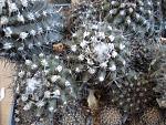 Copiapoa maritima9