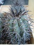 Copiapoa lembckei