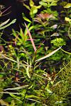 polygonum