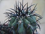 Copiapoa calderava v.spinosior
