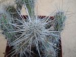 Grusonia bradtiana2