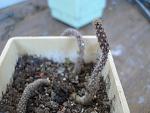 Pterocactus reticulatus5