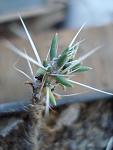 Mauhuenia patagonica2
