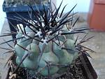 Copiapoa cinerea1