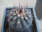 Copiapoa columna alba2