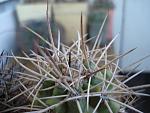 Copiapoa sp5