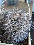 Copiapoa tigrillensis