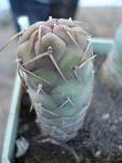 Tephocactus glomeratus5