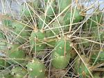 Tephocactus rarissimus3