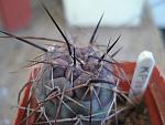Tephocactus darwinii1