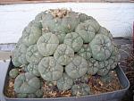 Lophophora williamsii v.caespitosa3