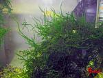 No name Moss 001
